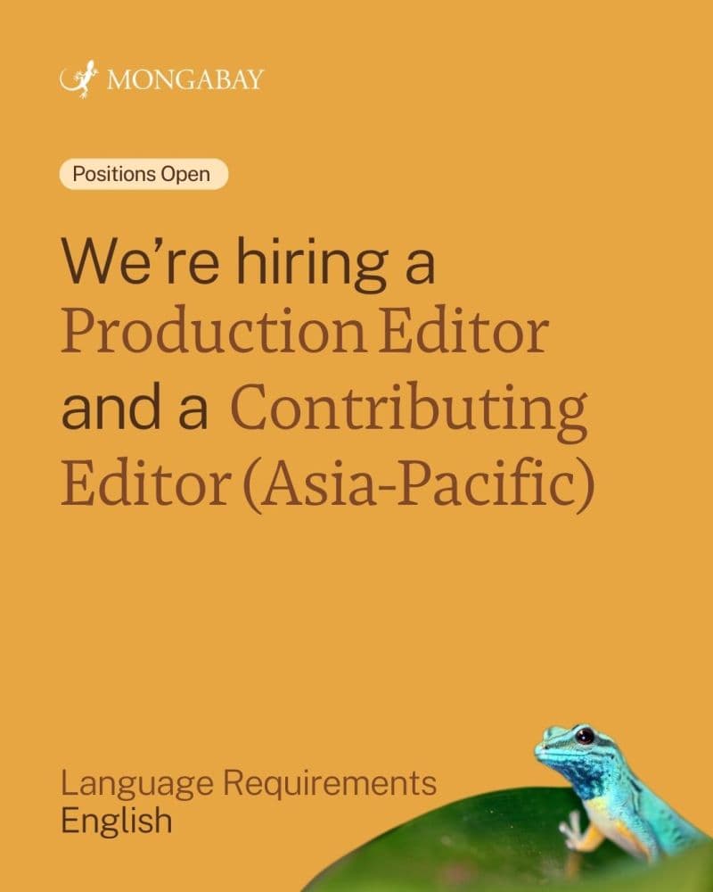 Unlock Your Global Journalism Career: 2 High-Impact Remote Roles at a Leading Environmental Newsroom